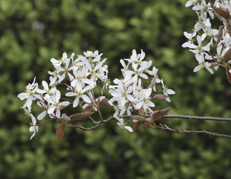 Amelanchier Canadensis