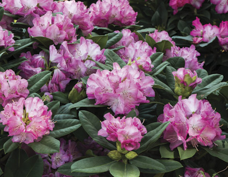 PJM Rhododendron