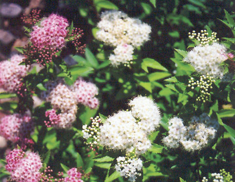 Spirea Shibori