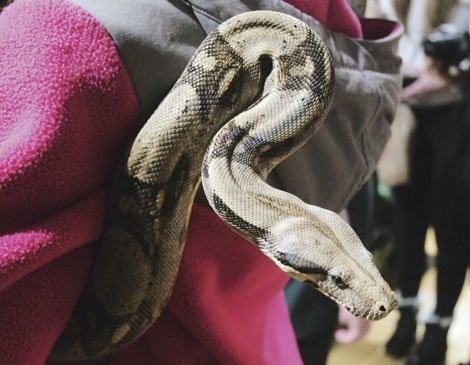 Red Tailed Boa