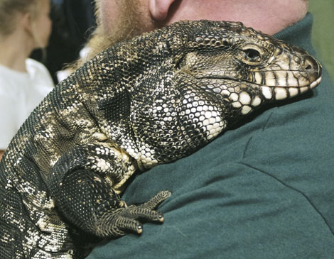 Argentine Black and White Tegu  