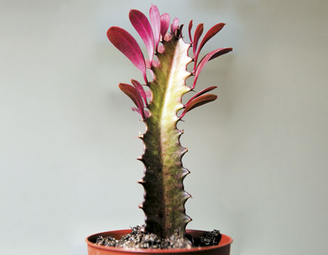 Euphorbia Cactus