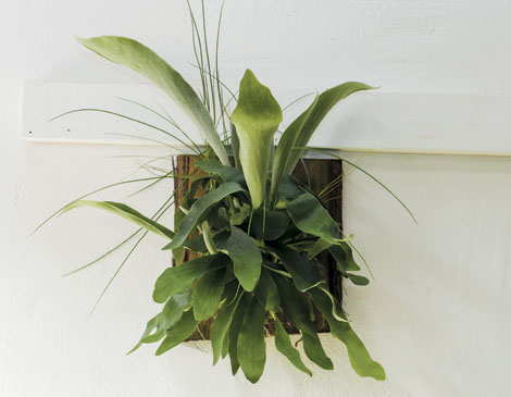 Staghorn Fern